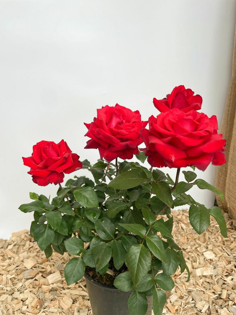 Rote Blüten der Edelrose Grande Amore mit grünen Blättern im Topf in Nahaufnahme