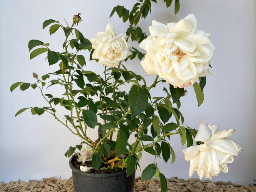 Weiße Blüten und grüne kleine Blätter der Kletterrose Ilse Krohn Superior in einem schwarzen Topf
