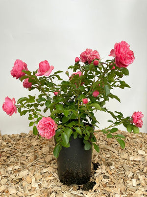 Beetrose 'Leonardo da Vinci'®