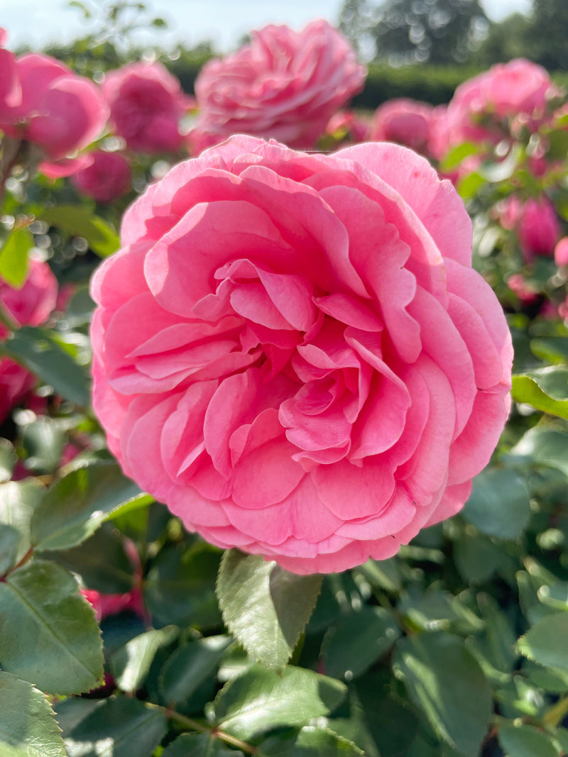 Strauchrose mit Blüte