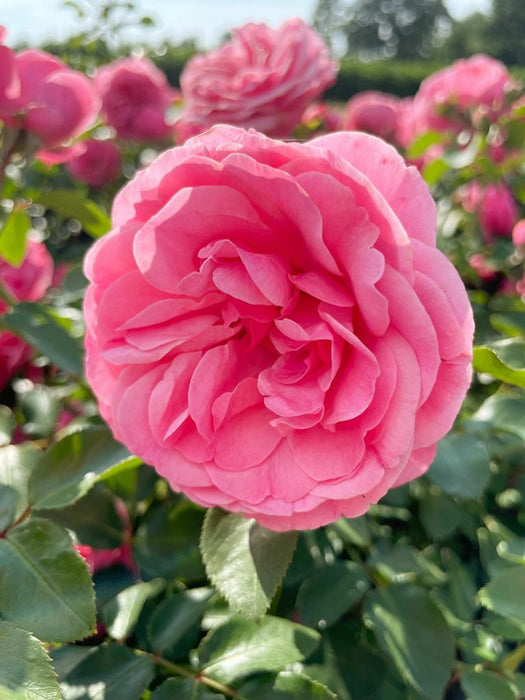 Rosa gefüllte Blüte der Beetrose Leinardo da Vinci in Nahaufnahme mit weiteren rosa Blüten im Hintergrund