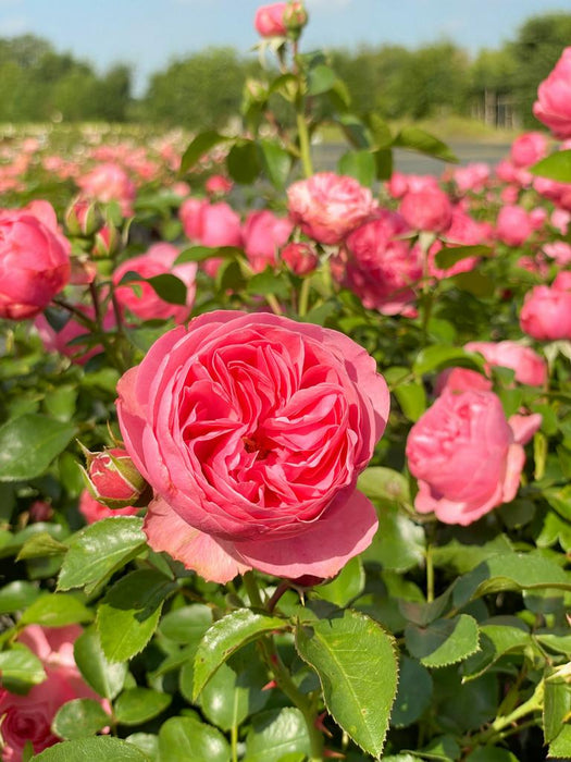 Viele rosa Blüten und grüne Blätter der Beetrose Leonardo da Vnci in einem Beet in der Sonne