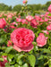 Viele rosa Blüten und grüne Blätter der Beetrose Leonardo da Vnci in einem Beet in der Sonne