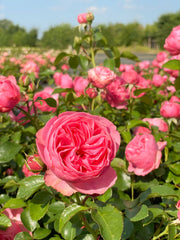 Strauchrose mit Blüte im Geschenkpaket