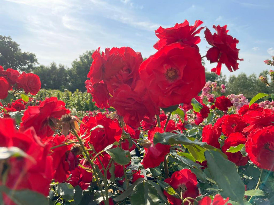Viele rote Blüten der Beetrose Montana mit grünen Blättern im Rosenbeet in der Sonne vor blauem Himmel