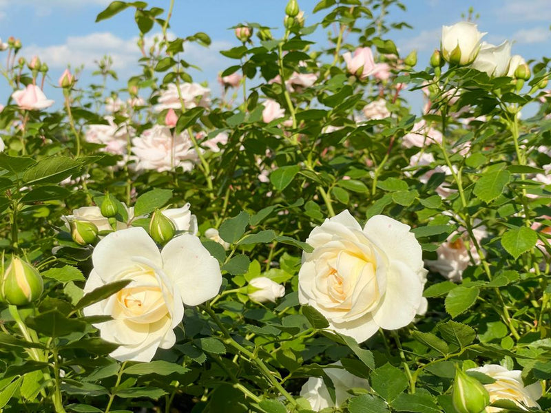 Zwei cremefarbene Blüten der Kleterrose New Dawn in einem Rosenbeet mit weiteren Blüten und vielen Zweigen im Hintergrund im Sonnenlicht