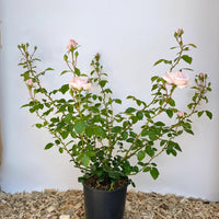 Kletterrose New Dawn mit kleinen wcremerosa Blüten als Topfpflanze vor weißem Hintergrund