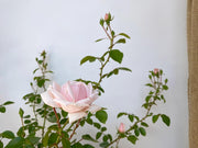 Cremerosa Blüte der Kletterrose NEw Dawn mit Zweigen im Hintergrund vor weißer Wand