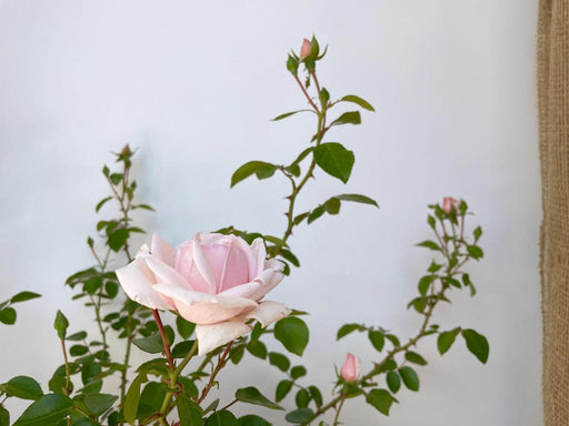 Cremerosa Blüte der Kletterrose NEw Dawn mit Zweigen im Hintergrund vor weißer Wand