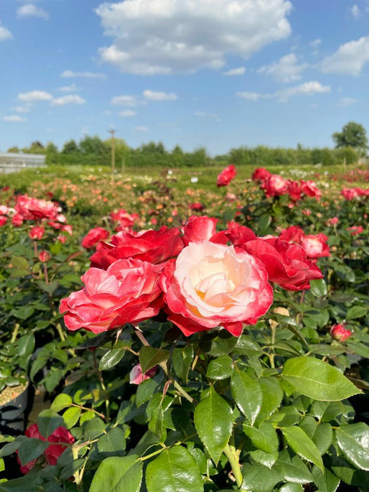 Zwei rosa-weiße Blüten der Edelrose Nostalgie in Nahaufnahme in einem Rosenbeet in der Sonne vor blauem Himmel