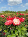 Zwei rosa-weiße Blüten der Edelrose Nostalgie in Nahaufnahme in einem Rosenbeet in der Sonne vor blauem Himmel