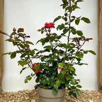 Edelrose Nostalgie mit rot-weißen Blüten und dunkelgrünen Blättern als Topfpflannze vor weißem Hintergrund