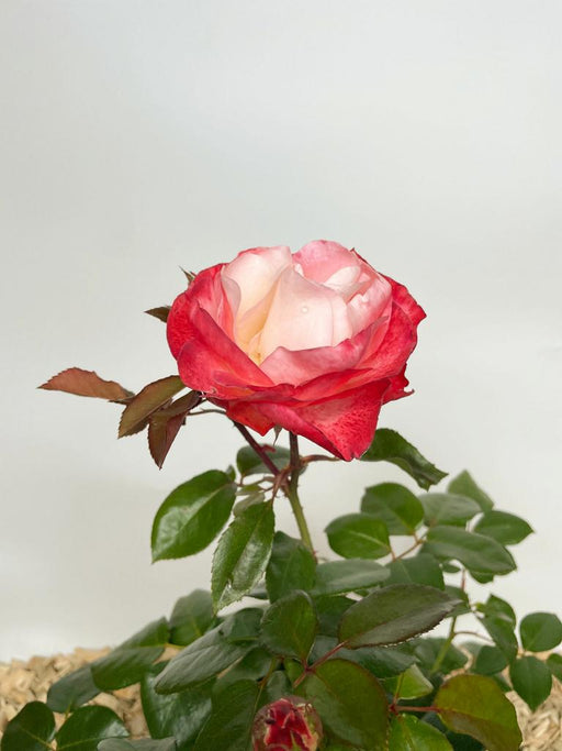 Rot-weiße Blüte der Edelrose Nostalgie in Nahaufnahme mit grünen Blättern vor weißem Hintergrund