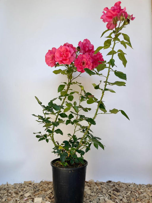 Strauchrose Romanze als kleine Topfpflanze mit rosa Blüten im Topf vor weißem Hintergrund