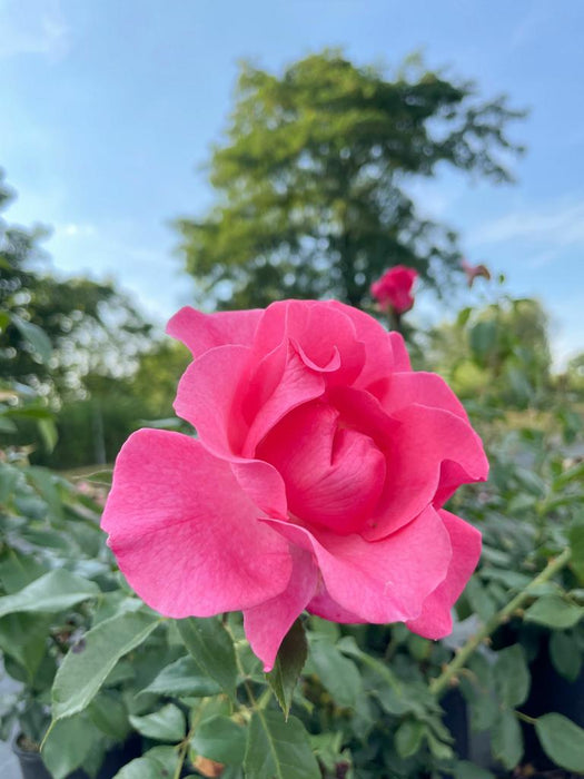 Rosa Blüte der Strauchrose Romanze in Nahaufnahme vor blaume Himmel und Rosenbeet