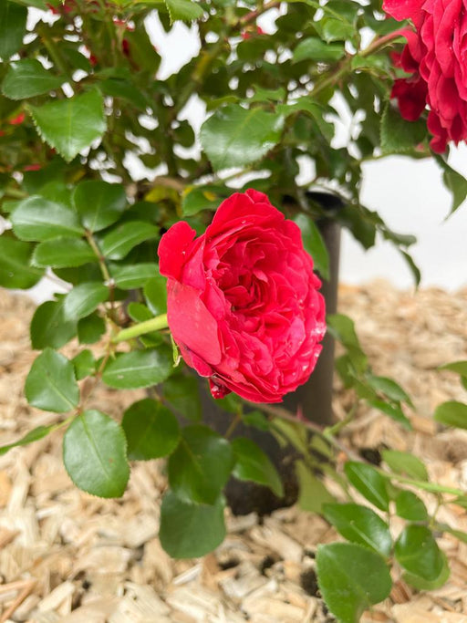 Rote Blüte der Beetrose Leonardo da Vinci mit grünen Blättern im Hintergrund