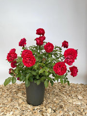 Beetrose Rouge Meilove mit gefüllten roten Blütenund kleinen grünen Blättern als Topfpflanze vor weißem Hintergrund