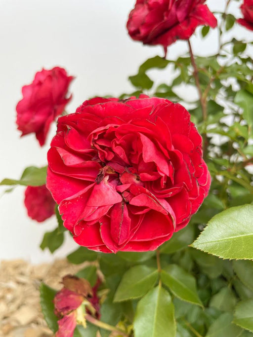 Nahaufnahme einer roten gefüllten Blüte einer Beetrose Rouge Meilove mit weiteren Blüten und grünen Blättern im Hintergrund