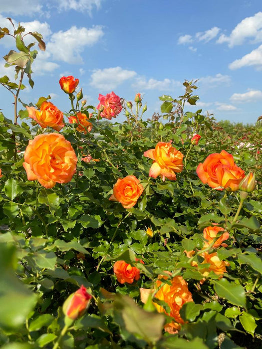 Viele orangene Blüten der Strauchrose Sahara in einem Rosenbeet mit vielen grünen Zweigen vor blauem Himmel