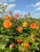 Viele orangene Blüten der Strauchrose Sahara in einem Rosenbeet mit vielen grünen Zweigen vor blauem Himmel