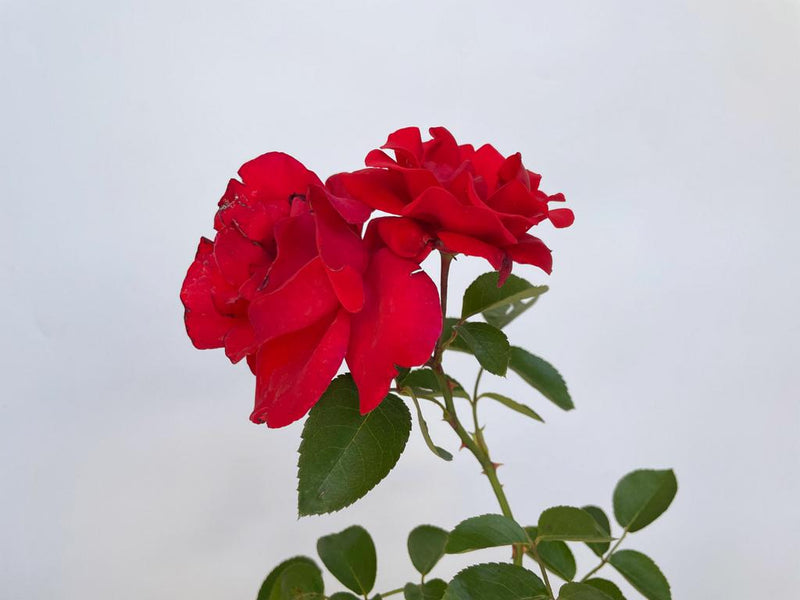 Zwei rote Blüten der Kleterrose Santana mit grünen Blättern in Nahaufnahme vor weißer Wand