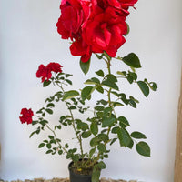 Kleterrose Santana als kleine Topfpflanze mit roten Blüten und grünen Blättern vor weißem Hintergrund