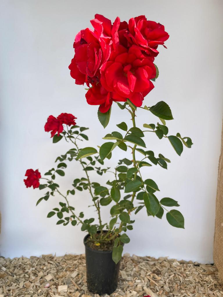 Kleterrose Santana als kleine Topfpflanze mit roten Blüten und grünen Blättern vor weißem Hintergrund