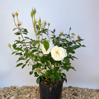 Strauchrose Schneewittchen mit weißen Blüten und grünen Blättern in einem schwarzen Topf vor weißem Hintergrund