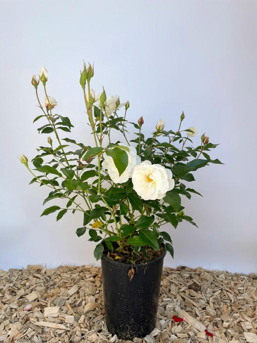 Strauchrose Schneewittchen mit weißen Blüten und grünen Blättern in einem schwarzen Topf vor weißem Hintergrund