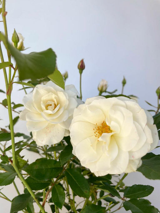 zwei weiße Blüten der Strauchrose Schneewittchen, im Hintergrund grüne Blätter