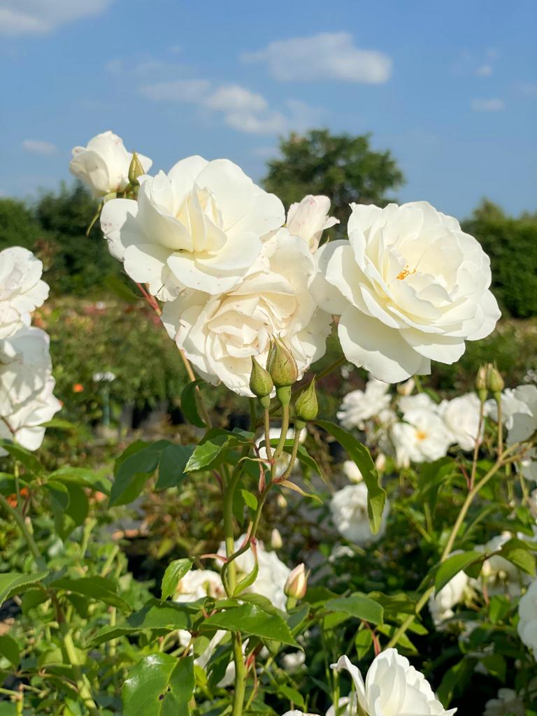 drei weiße Blüten der Strauchrose Schneewittchen in einem Rosenbeet vor blauem Himmel