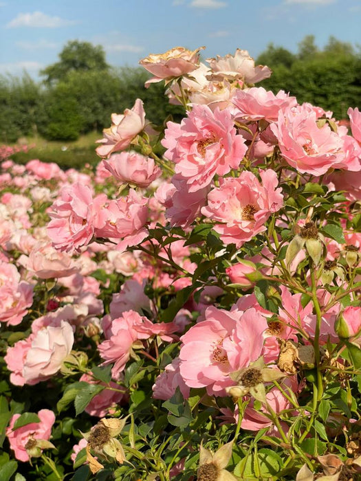 Viele rosa Blüten der Bodendeckerrose Sommerwind mit grünen Blättern in der Sonne