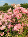 Viele rosa Blüten der Bodendeckerrose Sommerwind mit grünen Blättern in der Sonne