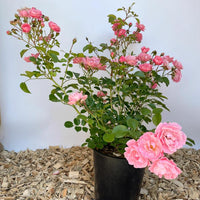 Kleine Bodendeckerrose Sommerwind als Topfpflanze mit rosa Blüten und grünen Blättern vor weißem Hintergrund