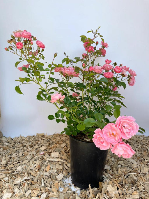 Kleine Bodendeckerrose Sommerwind als Topfpflanze mit rosa Blüten und grünen Blättern vor weißem Hintergrund