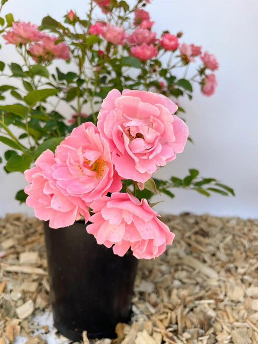 Vier rosa Blüten er Bodendeckerrose Sommerwind, im Hintergrund kleine rosa Blüten und grüne Blätter