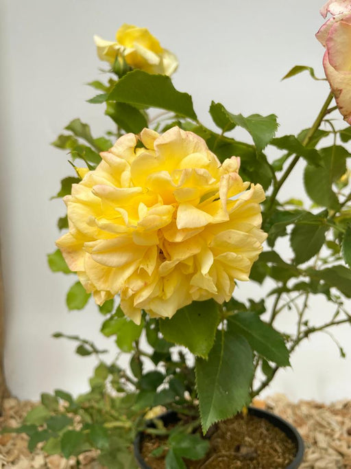 Gelbe Blüte der Edelrose Sterntaler in Nahaufnahme mit grünen Blättern und kleinen gelben Blüten im HIntergrund