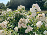 Weiße Blüten und Blätter der Bodendeckerrose Aspirin im Sonnenlicht