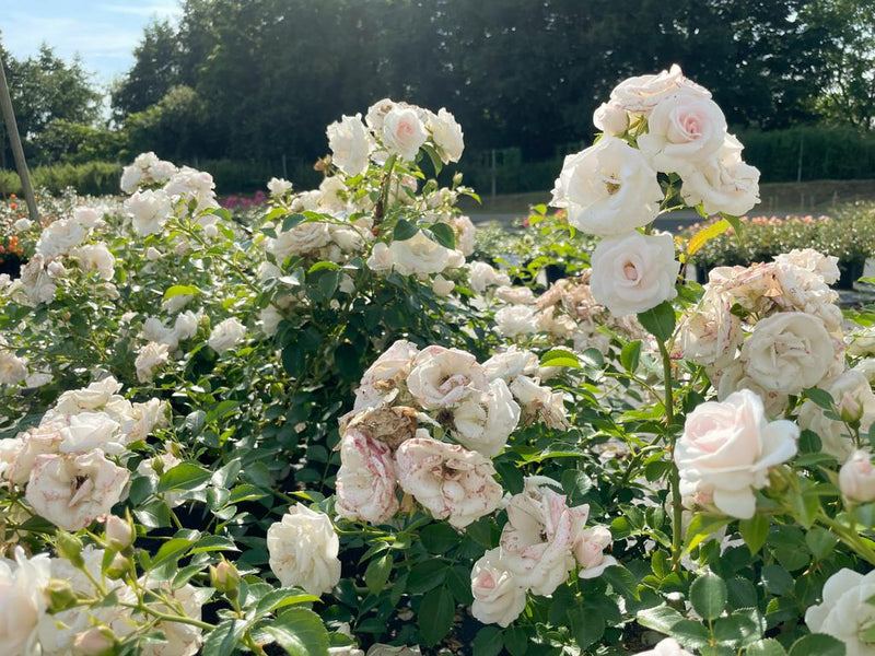 Weiße Blüten und Blätter der Bodendeckerrose Aspirin im Sonnenlicht