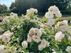 Weiße Blüten und Blätter der Bodendeckerrose Aspirin im Sonnenlicht