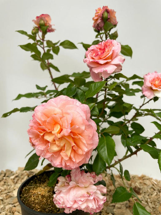 Edelrose Auguata Luise mit grünen Blätern und gefüllter Blüten als vor weißer Wand