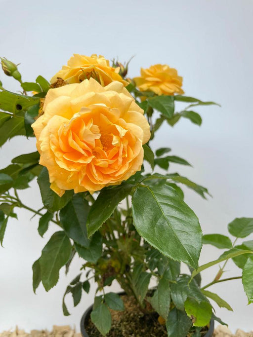 Orangefarbene Blüte der Bernsteinrose mit grünen Blättern vor weißer Wand