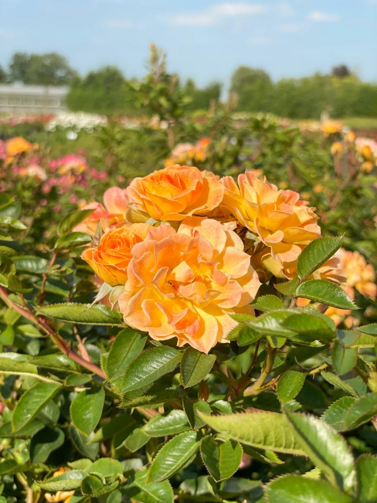 Orange-farbene Blüte der Bodendeckerrose Bessy im Sonnenlicht