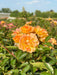 Orange-farbene Blüte der Bodendeckerrose Bessy im Sonnenlicht