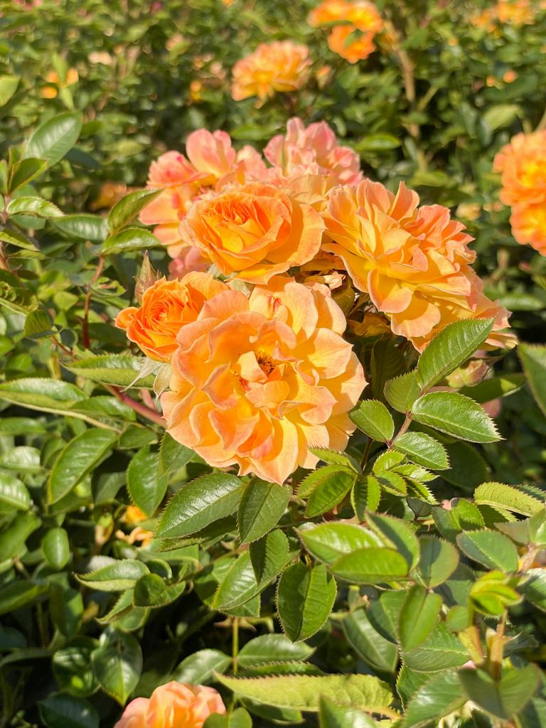 Orange-farbene Blüten der Bodendeckerrose Bessy im Sonnenlicht
