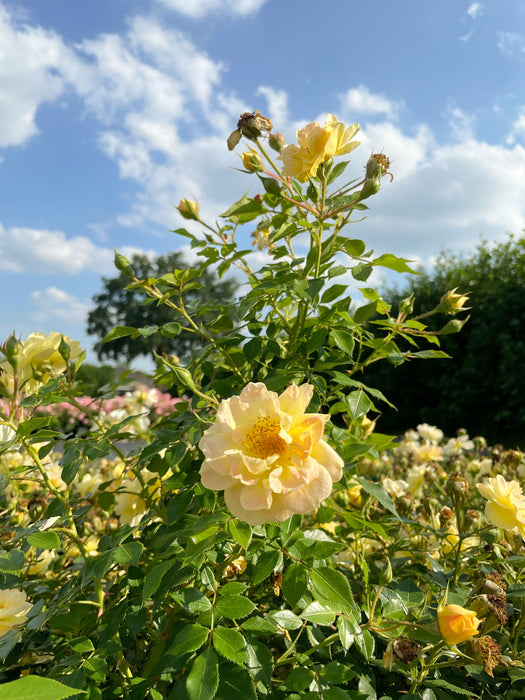 Blüte einer Bodendeckerrose Bienenweide Gelb mit grünen Blättern vor blauem Himmel