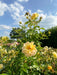 Blüte einer Bodendeckerrose Bienenweide Gelb mit grünen Blättern vor blauem Himmel