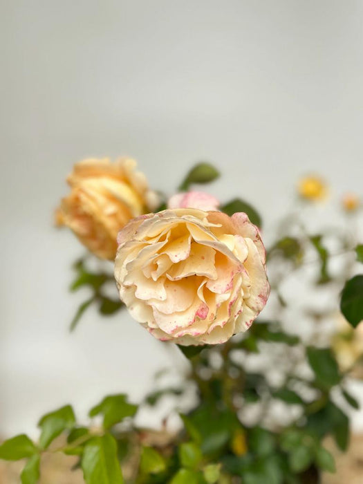 Warmgelbe Blüte  einer Edelrose Candlelight mit grünen Blättern