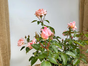 Kelterrose Compassion als Topfpflanze mit rosa Blüten und grünen Blättern vor weißer Wand