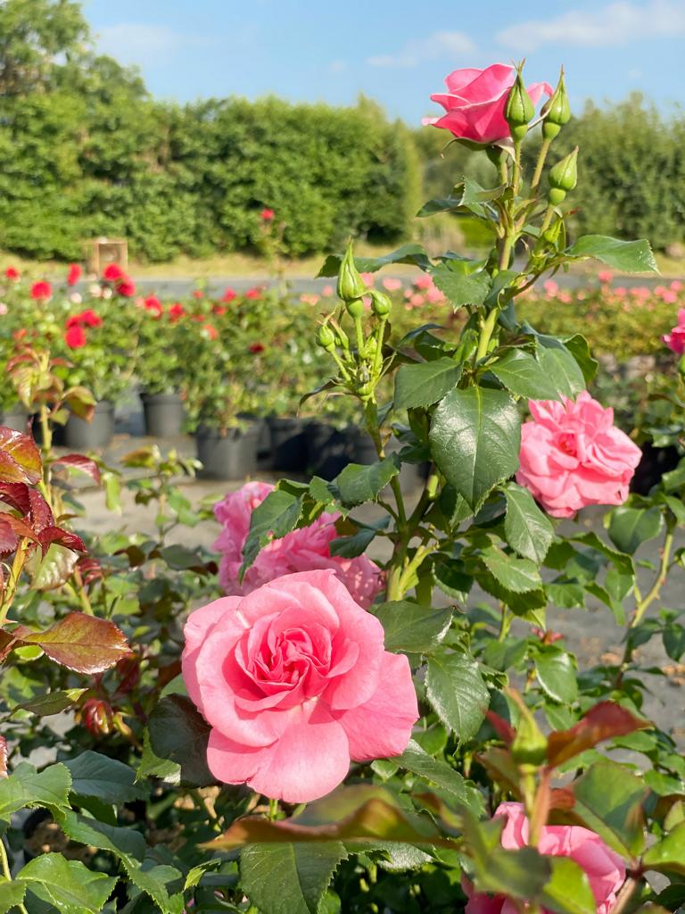 Rosa gefüllte Blüten der Strauchrose Dornröschen Sababurg in Nahaufnahme mit grünen Blättern im Rosenbeet